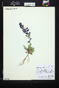 Penstemon fremontii image