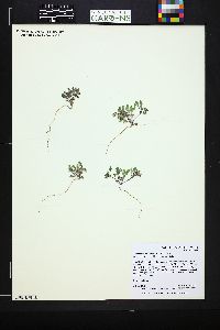 Phacelia scopulina image