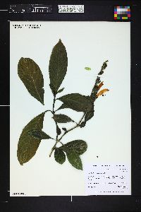 Image of Sanchezia speciosa