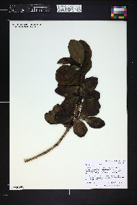 Ilex anomala image