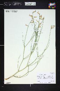 Astragalus rafaelensis image