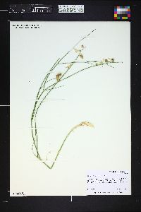 Astragalus rafaelensis image