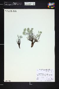Image of Artemisia borealis
