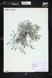 Image of Astragalus anisus
