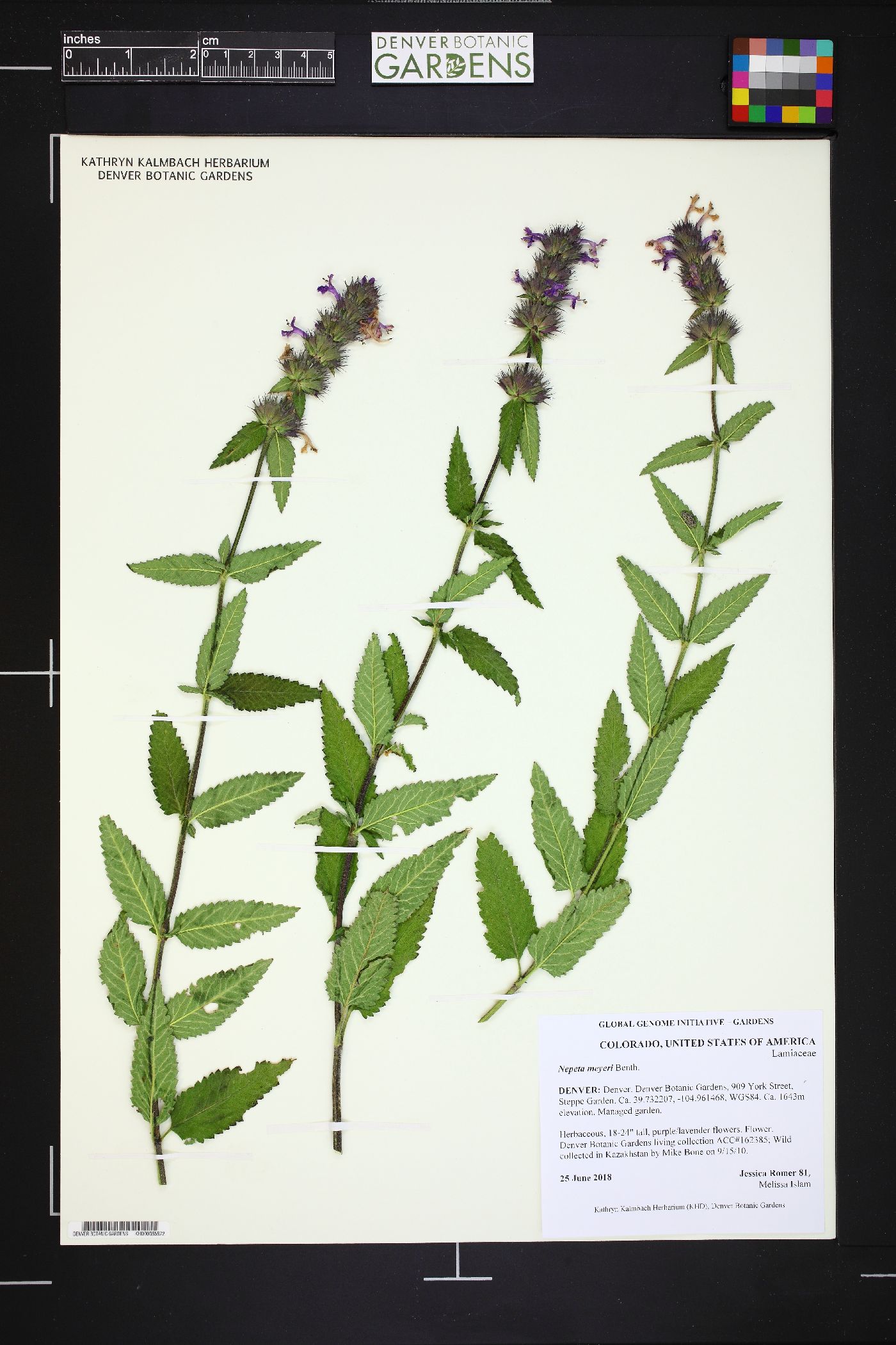 Nepeta meyeri image