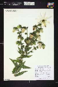 Michauxia campanuloides image