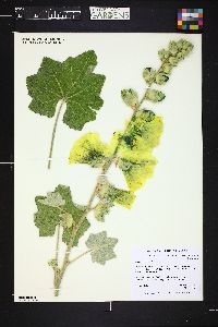 Alcea rugosa image