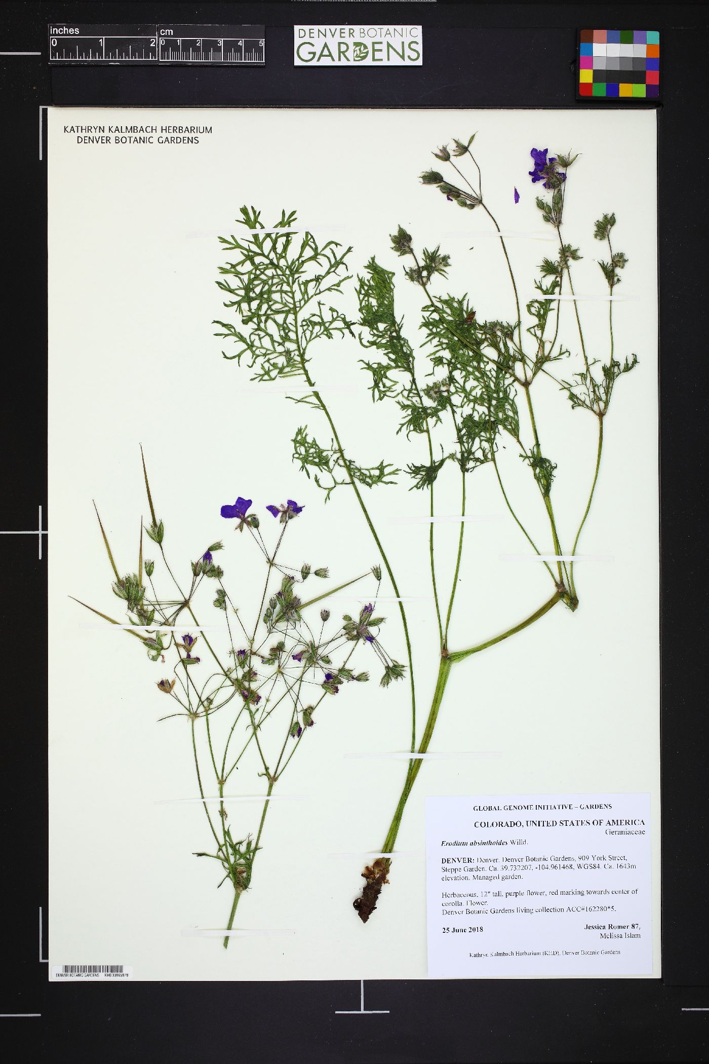 Erodium absinthoides image