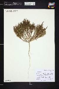 Salicornia rubra image