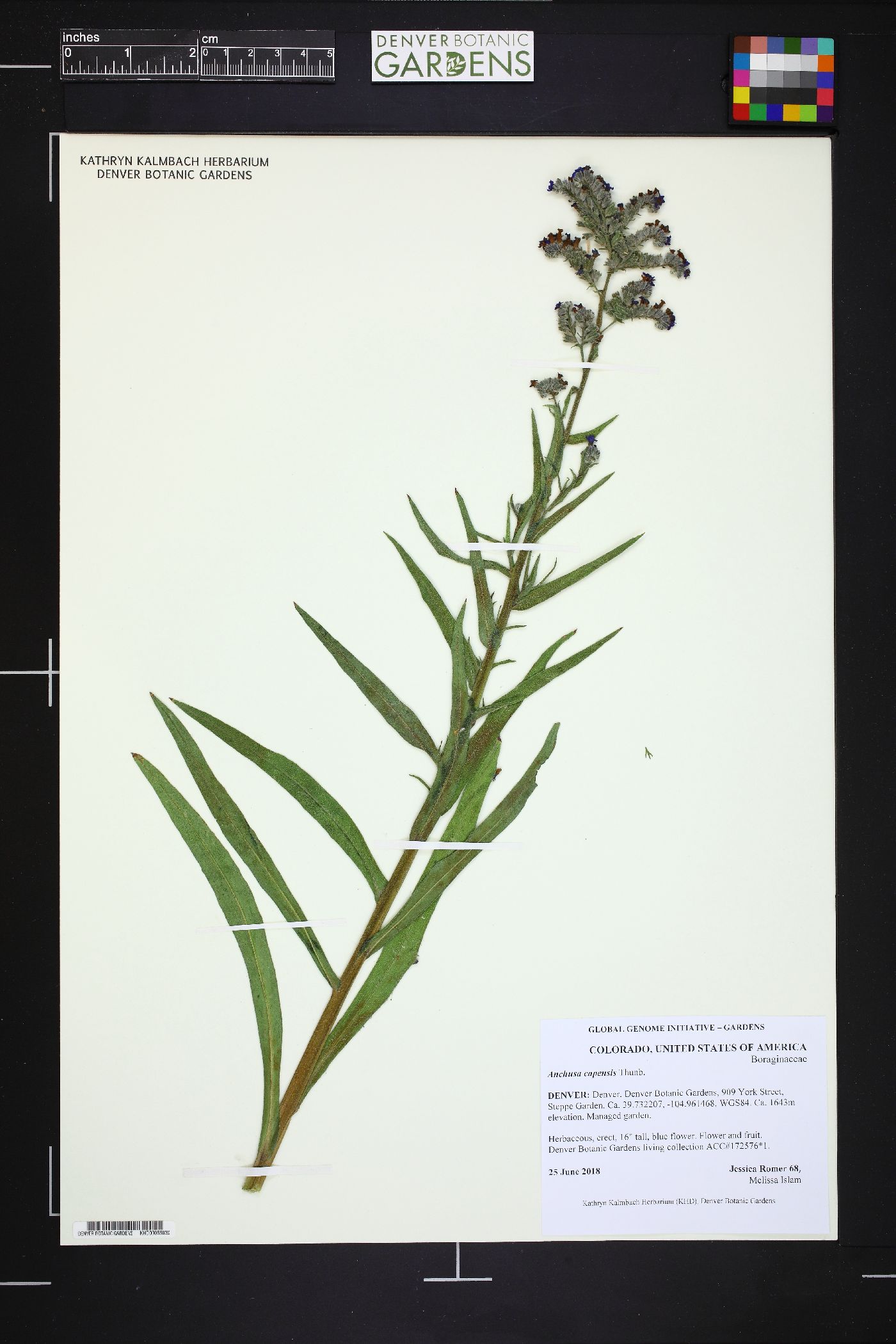 Anchusa capensis image