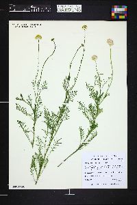 Image of Lasiospermum bipinnatum