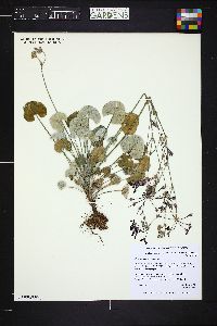 Pelargonium sidoides image