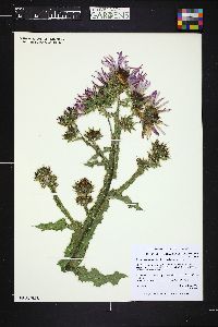 Image of Berkheya purpurea