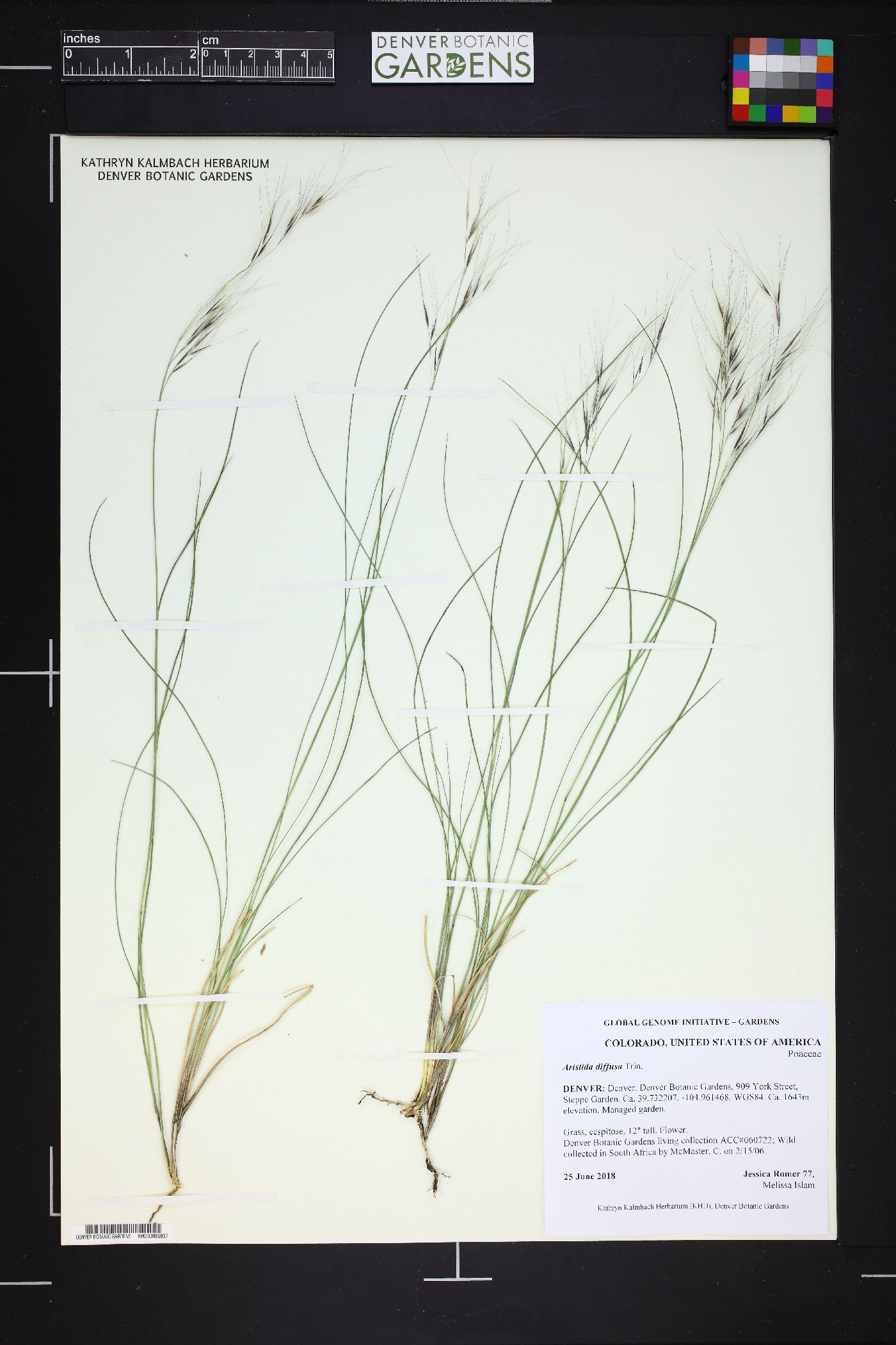 Aristida diffusa image