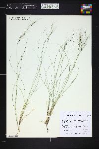 Image of Aristida diffusa