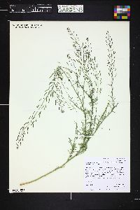 Descurainia pinnata subsp. brachycarpa image