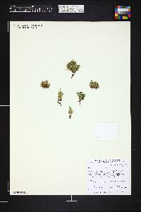 Cherleria obtusiloba image