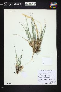 Calamagrostis purpurascens image