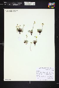 Potentilla nivea image