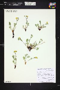 Image of Potentilla ovina