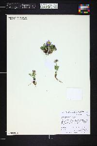 Erigeron pinnatisectus image