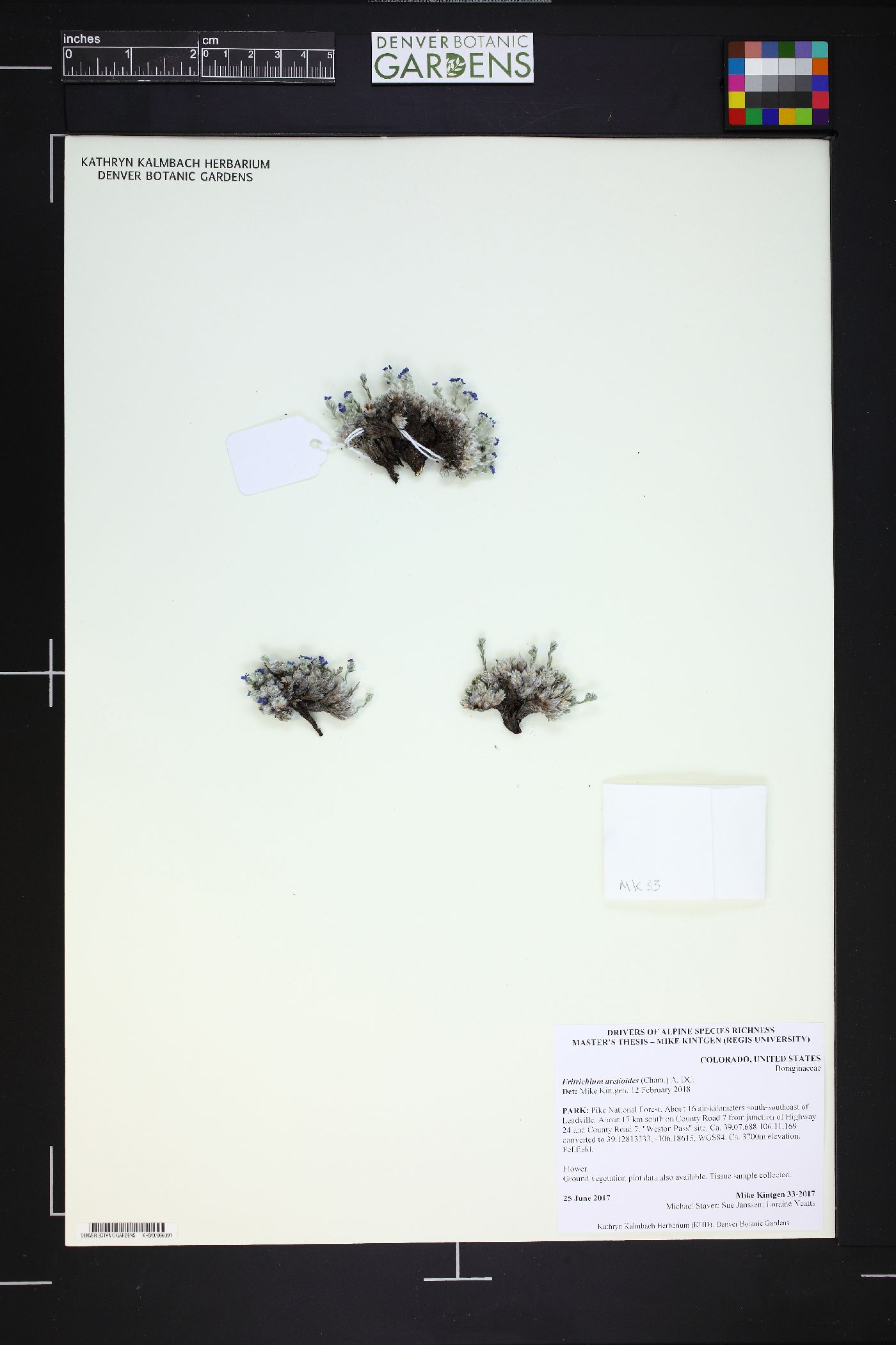 Eritrichium aretioides image