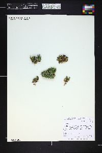 Silene acaulis image