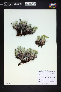 Eriogonum arcuatum image