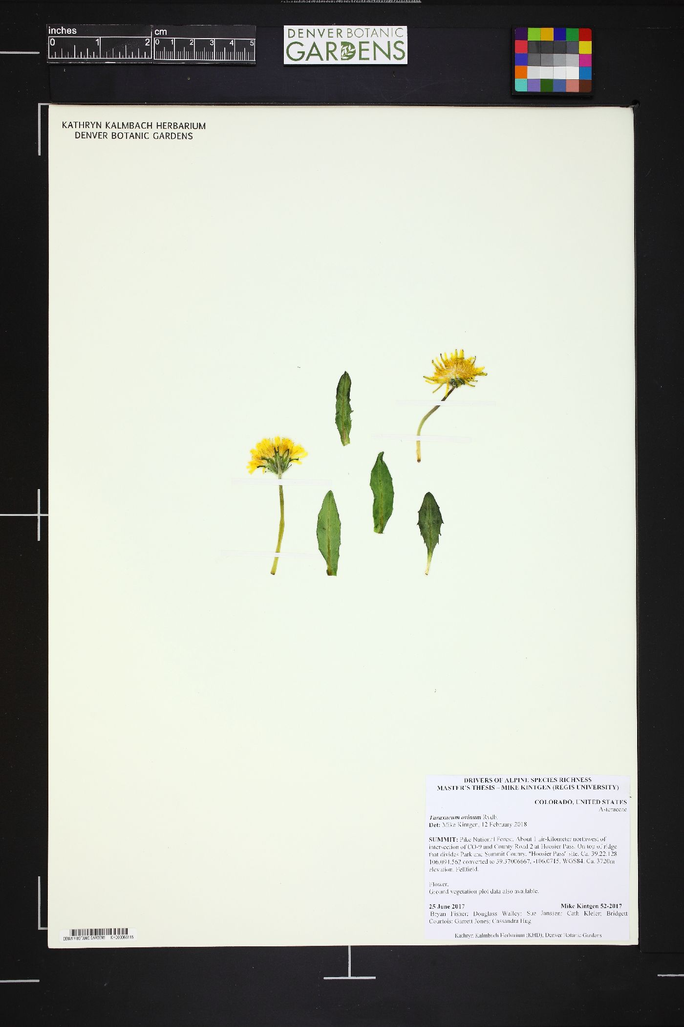 Taraxacum ovinum image