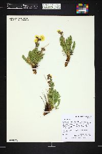 Geum rossii image