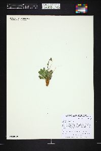 Geum rossii image