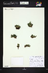 Cherleria obtusiloba image