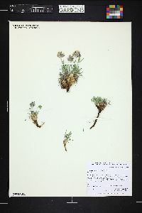 Trifolium dasyphyllum image