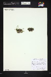 Cherleria obtusiloba image