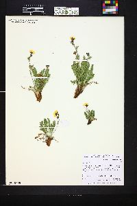 Geum rossii image