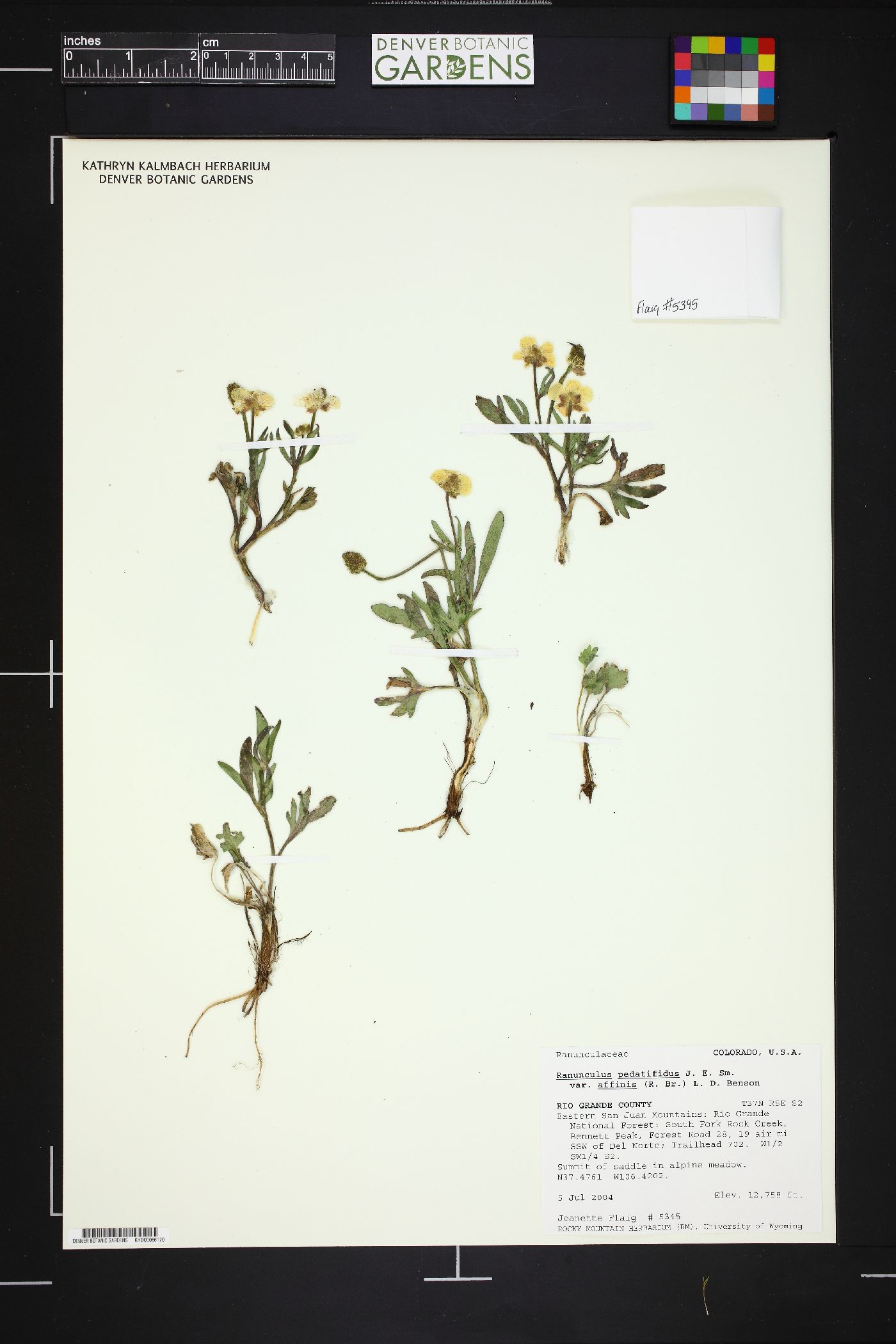 Ranunculus pedatifidus var. affinis image