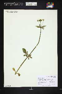 Valeriana acutiloba image