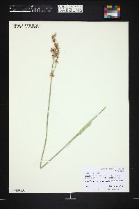 Eriogonum racemosum image