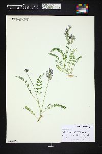 Astragalus alpinus image