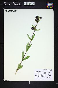 Penstemon whippleanus image