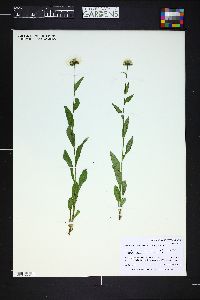 Erigeron melanocephalus image