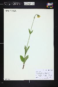 Arnica mollis image