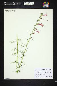 Ipomopsis aggregata image