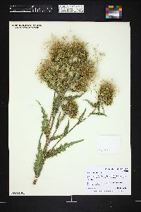 Cirsium parryi image