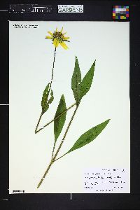 Helianthella quinquenervis image