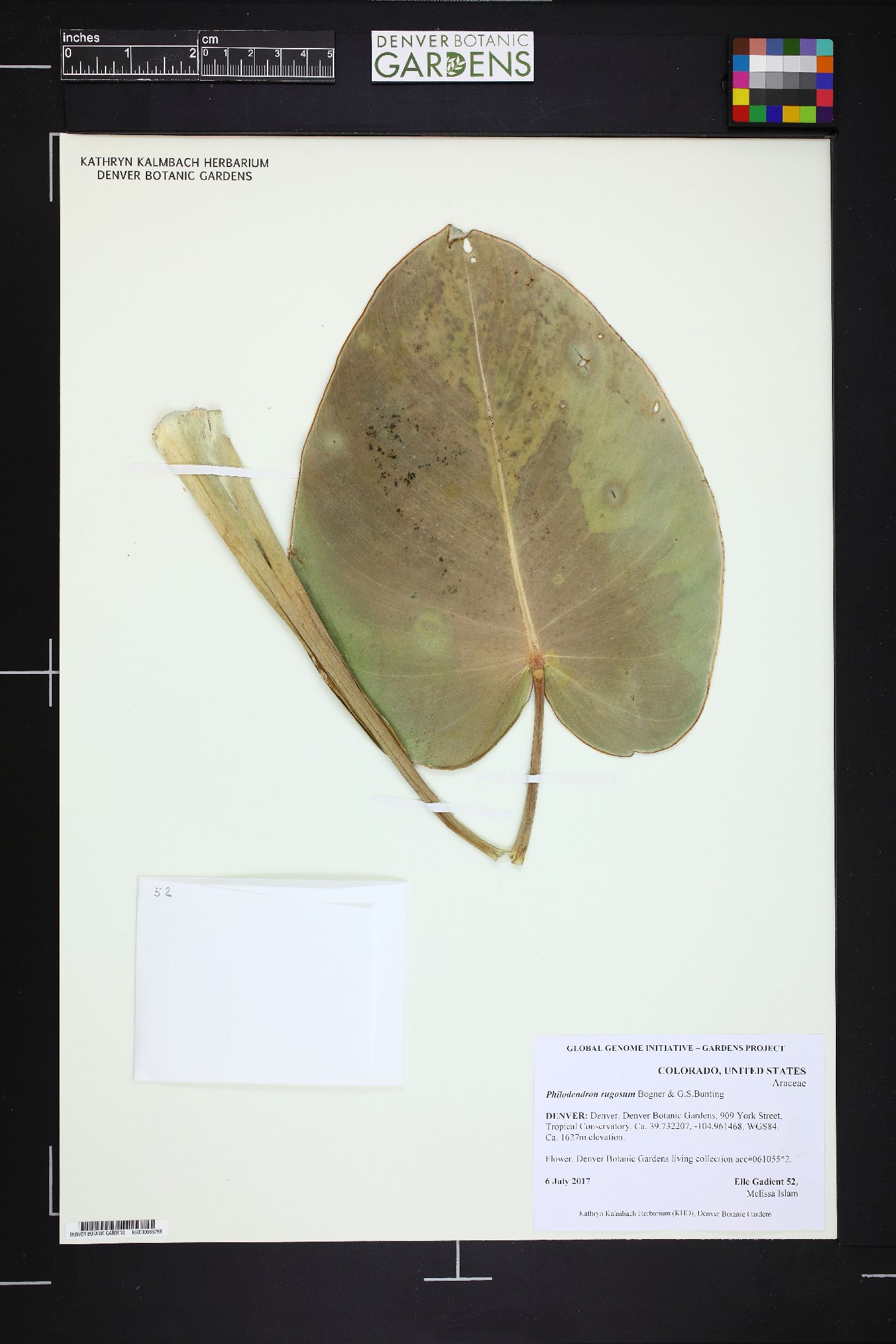 Philodendron rugosum image