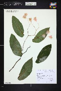 Begonia coccinea image