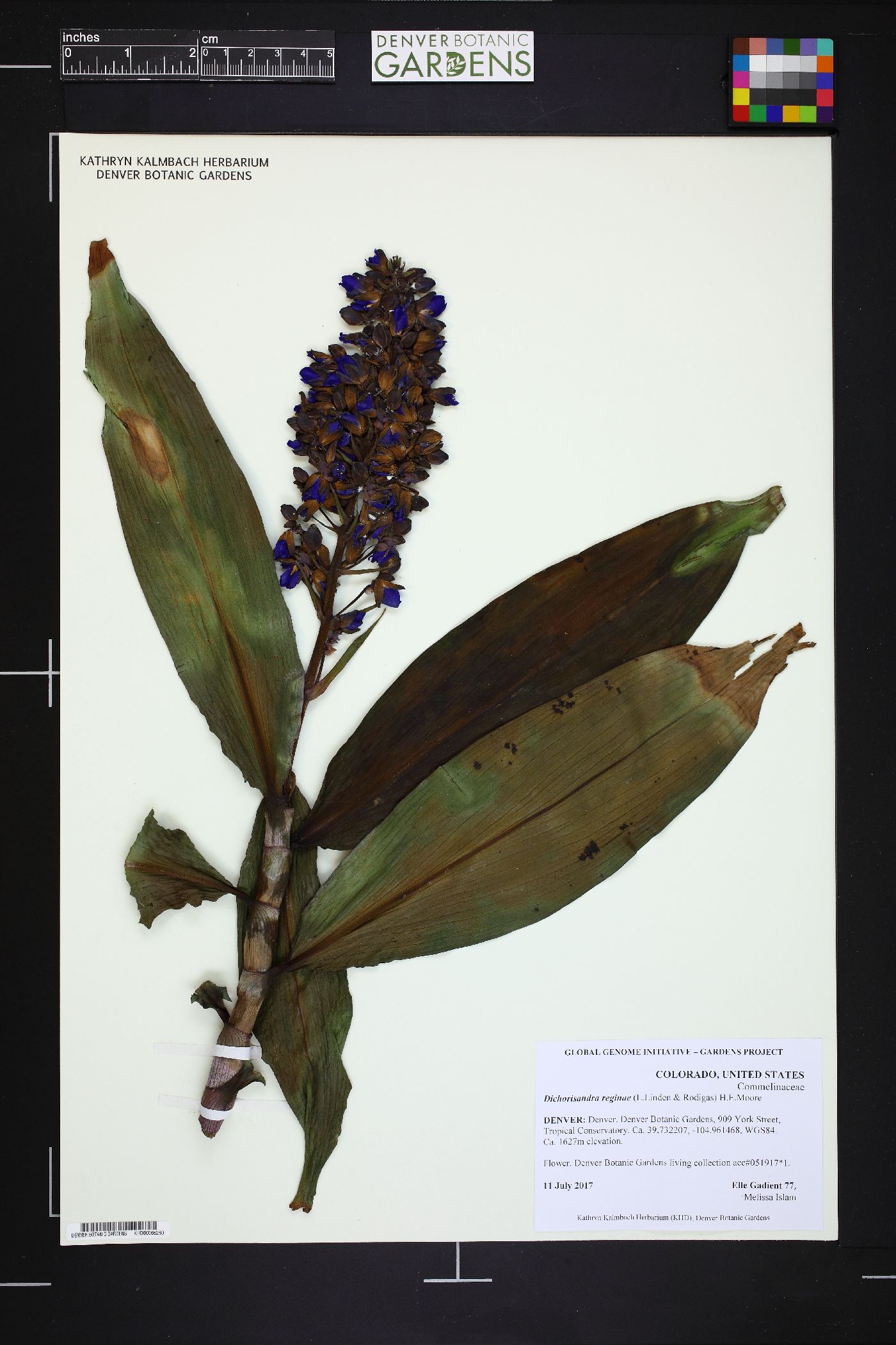 Dichorisandra reginae image