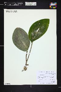 Image of Kaempferia gilbertii