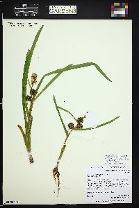 Sparganium angustifolium image